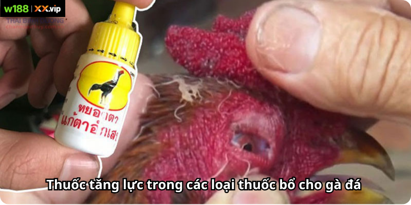 Thuốc tăng lực trong các loại thuốc bổ cho gà đá 