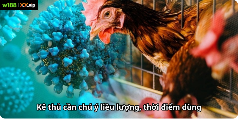 Kê thủ cần chú ý liều lượng, thời điểm dùng