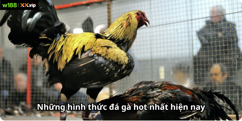 Những hình thức đá gà hot nhất hiện nay