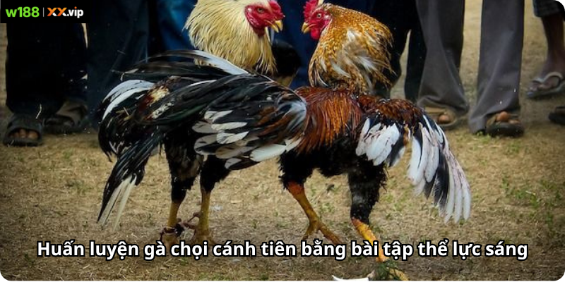 Huấn luyện gà chọi cánh tiên bằng bài tập thể lực sáng