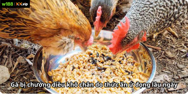 Gà bị chướng diều khô chân do thức ăn ứ đọng lâu ngày