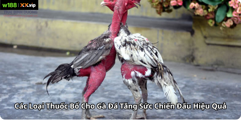 Các Loại Thuốc Bổ Cho Gà Đá Tăng Sức Chiến Đấu Hiệu Quả